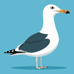 Albatross bird vector illustration
