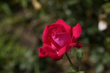 quantum Cambridge valentine roses on different scales and with macro photography