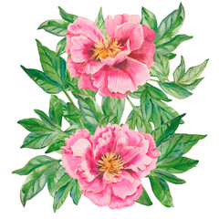 Obraz premium Pink flower. Watercolor peony head with green leaves isolated on white. Hand drawn pink peony illustration for floral design, wallpapers, fashion, backgrounds, textures, DIY, wrappers, cards