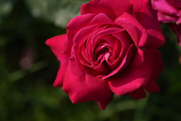 quantum Cambridge valentine roses on different scales and with macro photography