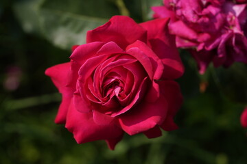 quantum Cambridge valentine roses on different scales and with macro photography