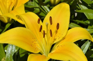 Red lily, yellow lily, tiger lily, neoregelia, platy cerium, garden flower