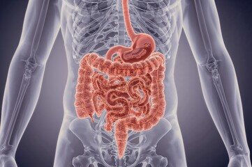 Medical digestive tract anatomy illustration gastrointestinal system - gastroenterology digestive health anatomical diagram healthcare medical education intestines medicine

