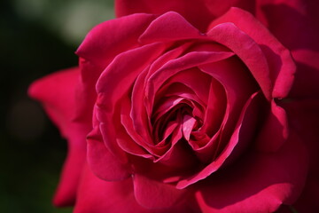 quantum Cambridge valentine roses on different scales and with macro photography