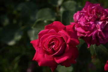 quantum Cambridge valentine roses on different scales and with macro photography