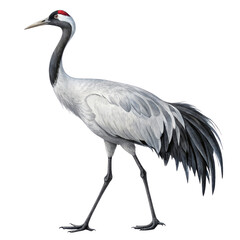 Demoiselle Crane Watercolor Illustration, Isolated on Transparent Background, Bird, Avian, Wildlife, Crane, Watercolor, Illustration