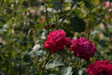 quantum Cambridge valentine roses on different scales and with macro photography