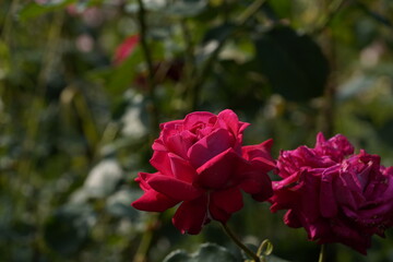 quantum Cambridge valentine roses on different scales and with macro photography