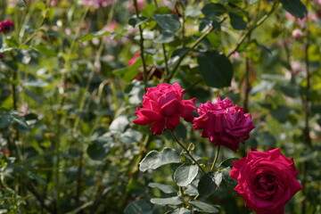 quantum Cambridge valentine roses on different scales and with macro photography