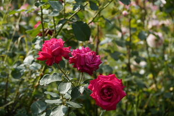 quantum Cambridge valentine roses on different scales and with macro photography