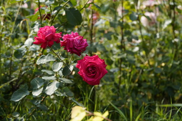 quantum Cambridge valentine roses on different scales and with macro photography