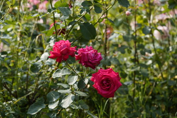 quantum Cambridge valentine roses on different scales and with macro photography