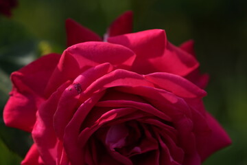 quantum Cambridge valentine roses on different scales and with macro photography