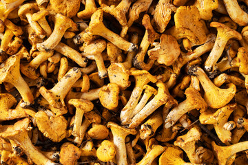 Freshly harvested chanterelle mushrooms background