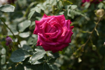 quantum Cambridge valentine roses on different scales and with macro photography
