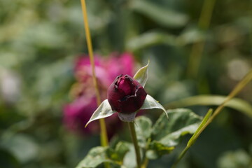 quantum Cambridge valentine roses on different scales and with macro photography