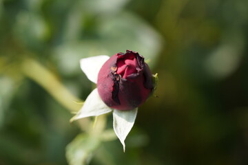 Fototapeta premium quantum Cambridge valentine roses on different scales and with macro photography