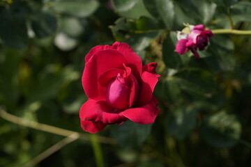 quantum Cambridge valentine roses on different scales and with macro photography