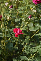 quantum Cambridge valentine roses on different scales and with macro photography