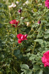 quantum Cambridge valentine roses on different scales and with macro photography