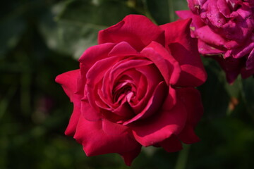quantum Cambridge valentine roses on different scales and with macro photography