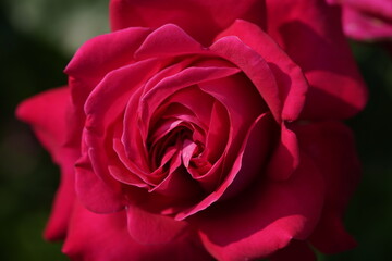 quantum Cambridge valentine roses on different scales and with macro photography
