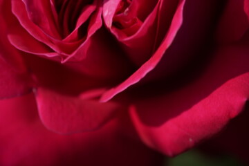 quantum Cambridge valentine roses on different scales and with macro photography