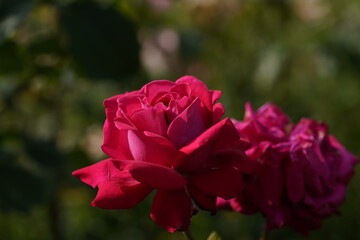 quantum Cambridge valentine roses on different scales and with macro photography