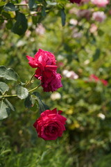 quantum Cambridge valentine roses on different scales and with macro photography