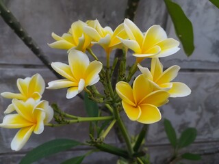 Frangipani, Natural antioxidant defense against harmful free radicals that cause internal illnesses. 