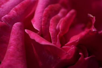 quantum Cambridge valentine roses on different scales and with macro photography