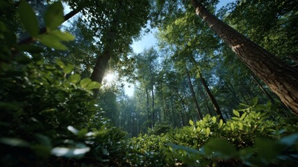 Fototapeta premium View from the ground of a forest clearing