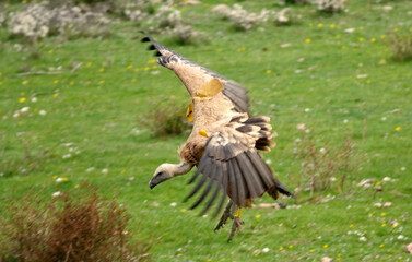 Vautour fauve,Gyps fulvus, Griffon Vulture, Pyrénées