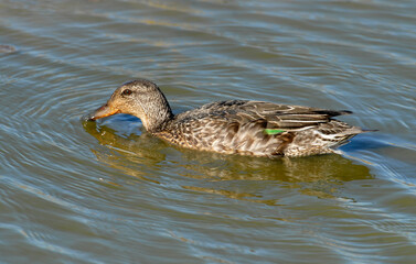 Canard colvert, femelle, Anas platyrhynchos, Mallar