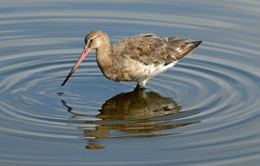 Barge à queue noire,Limosa limosa, Black tailed Godwit