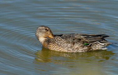 Canard colvert, femelle, Anas platyrhynchos, Mallar