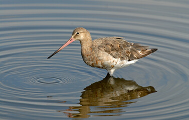 Barge à queue noire,Limosa limosa, Black tailed Godwit