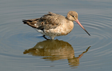 Barge à queue noire,Limosa limosa, Black tailed Godwit