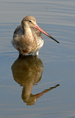 Barge à queue noire,Limosa limosa, Black tailed Godwit