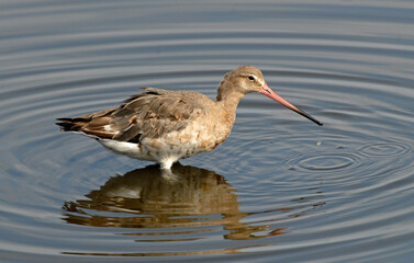 Barge à queue noire,
Limosa limosa, Black tailed Godwit