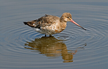 Barge à queue noire,
Limosa limosa, Black tailed Godwit