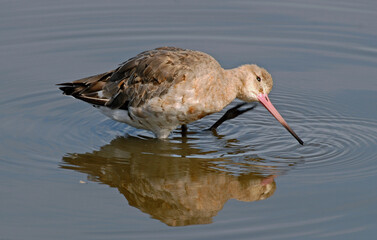 Barge à queue noire,
Limosa limosa, Black tailed Godwit
