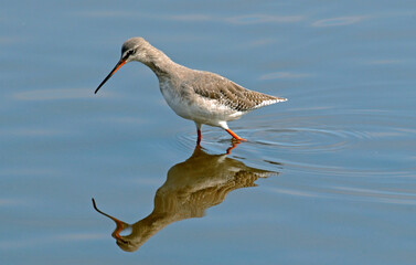 Barge à queue noire,Limosa limosa, Black tailed Godwit