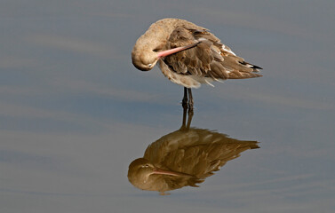 Barge à queue noire,Limosa limosa, Black tailed Godwit