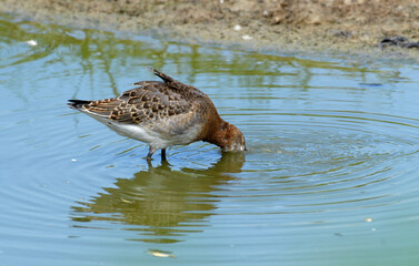 Barge à queue noire,
Limosa limosa, Black tailed Godwit