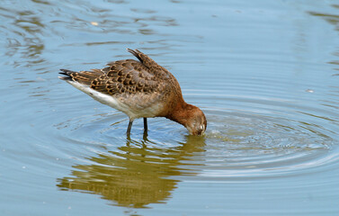 Barge à queue noire,Limosa limosa, Black tailed Godwit