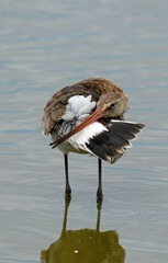Barge à queue noire,Limosa limosa, Black tailed Godwit