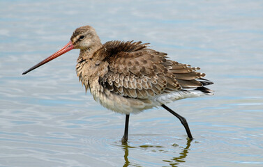 Barge à queue noire,Limosa limosa, Black tailed Godwit