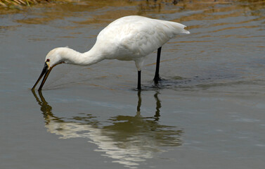 Spatule blanche, Platalea leucorodia, Eurasian Spoon