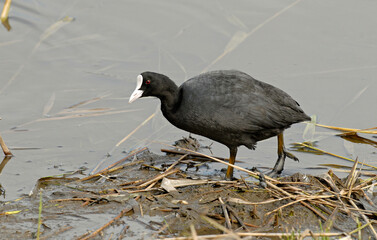 Foulque macroule, Fulica atra, Eurasian Coot